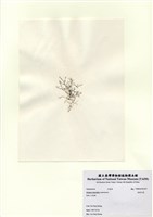 藏品(長枝沙菜)的圖片